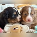 Australian shepherd