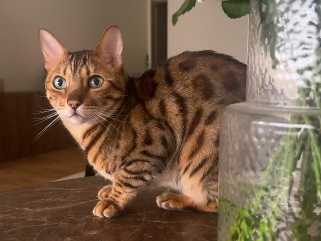 Bengal