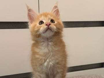 Maine Coon · Motala · SE*Power Tail’s