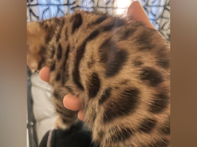 Bengal