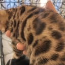 Bengal
