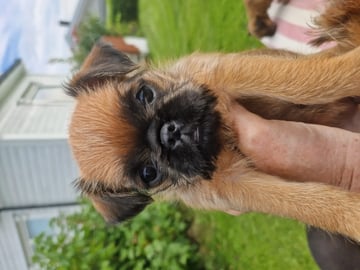 Griffon bruxellois · Rennesøy · Signy Aske