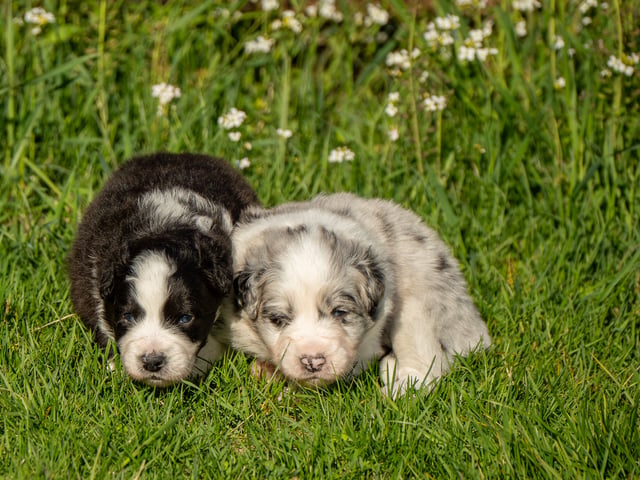 Australian shepherd