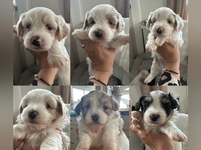 Bichon havanais