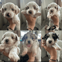 Havanese