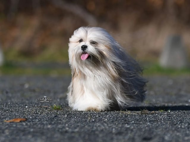 Lhasa apso