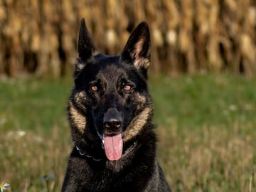 Kennel Snibor Anzi