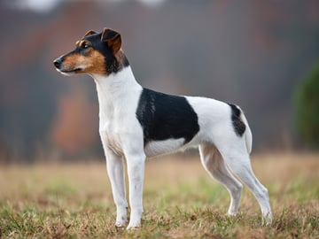 Smooth Fox Terrier