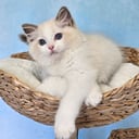 Ragdoll