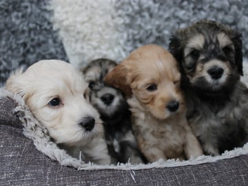Backamos Labradoodle