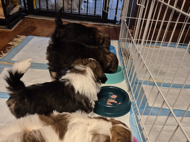 Shih Tzu