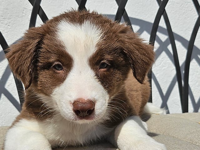 Border Collie