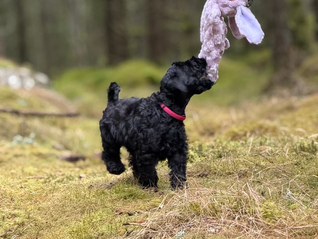Kerry blue terrier