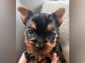Silky terrier · Klæbu · Tom Einar Clausen