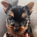 Silky terrier