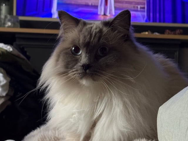 Ragdoll · Växjö · Sofia Å.