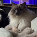 Ragdoll
