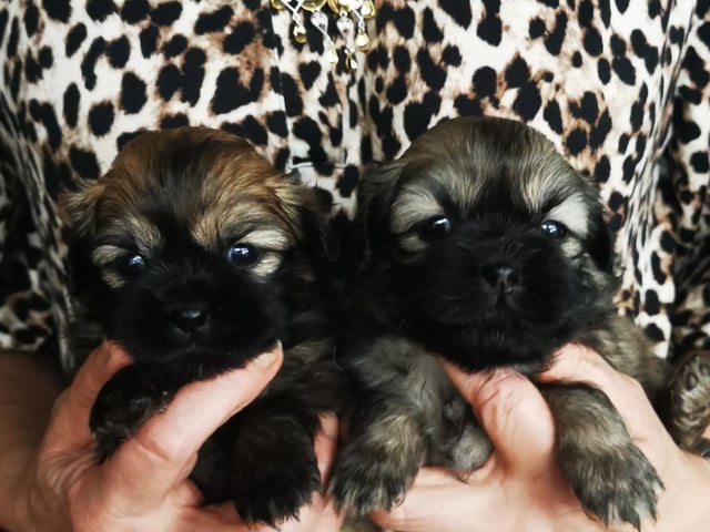 Tibetansk spaniel