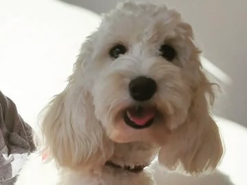 Lundatorpet