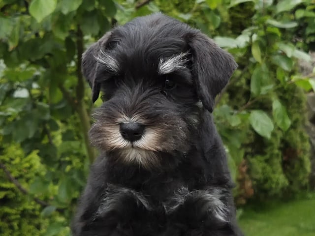Dværgschnauzer
