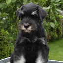 Dvergschnauzer