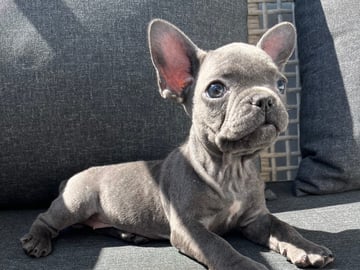 Fransk bulldog · Norrköping · Emiras frallor