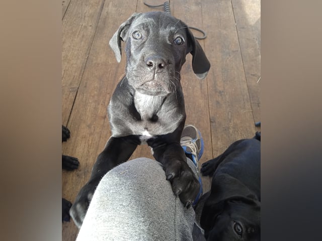 Cane corso · Dala-järna · Monika