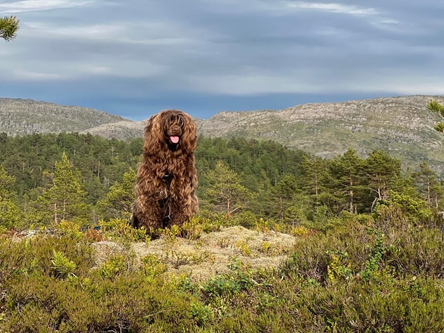 Portugisisk vandhund