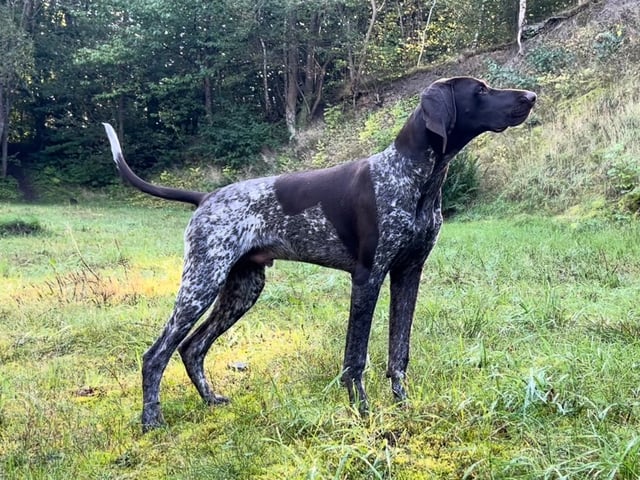 Vorstehhund