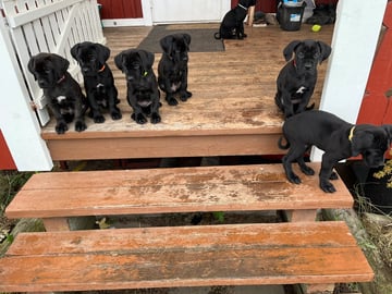 Finley, Tobby, Skye, Fergus, Ruby, Isla