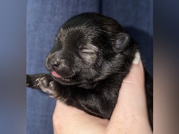 German Spitz – Kleinspitz · Herre · Omnia