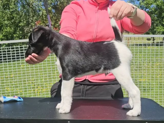 Glatfoxterrier