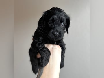 Royalcockerpoo