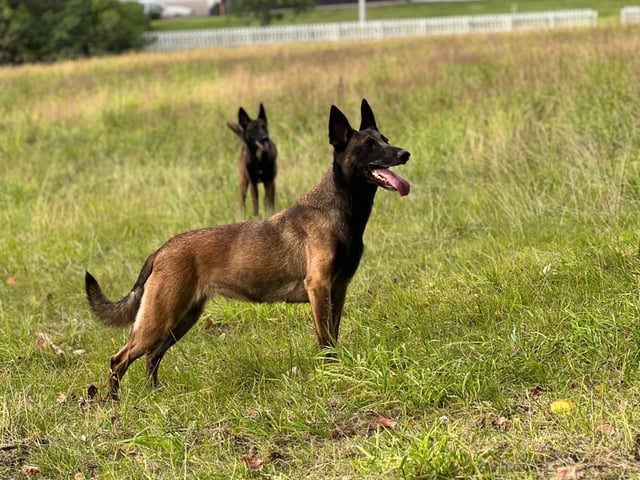 Belgisk hyrdehund – malinois