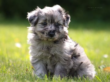 Kennel Dirgis