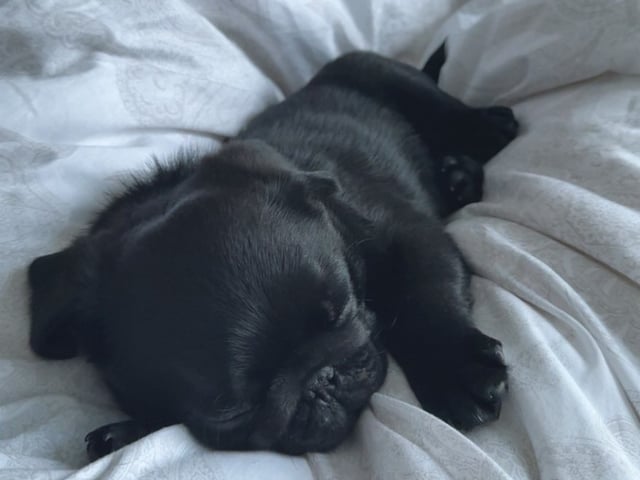 Mops