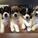 Jack Russell terrier