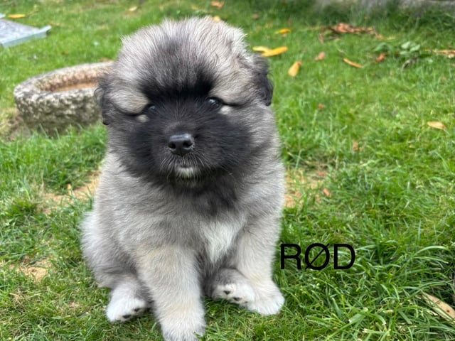 Keeshond