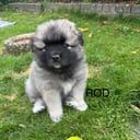 Keeshond