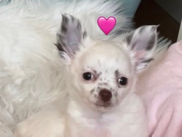Chihuahua · Nacka · Andréa Fleischer