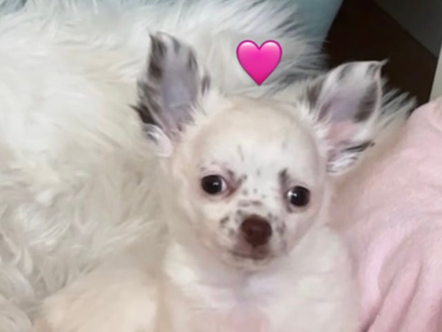 Chihuahua
