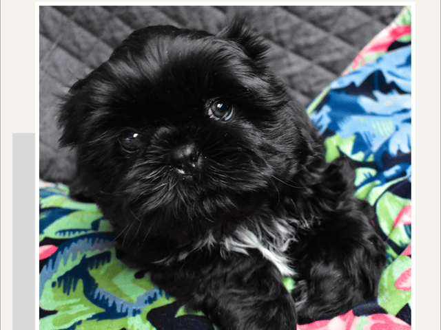 The merry shih-tzu family