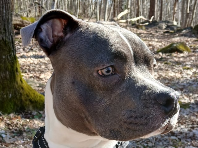 American staffordshire terrier