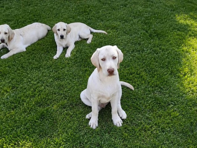 Labrador Retriever · Hörby · Monika H.