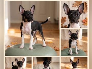 Rat terrier · Strömstad · Blackmarsh