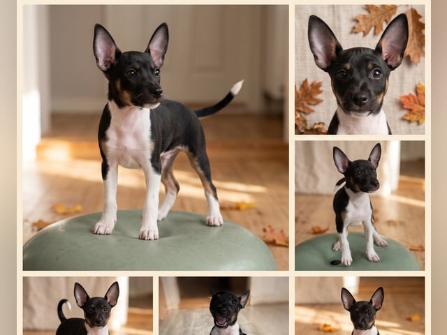 Rat Terrier