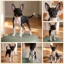 Rat Terrier