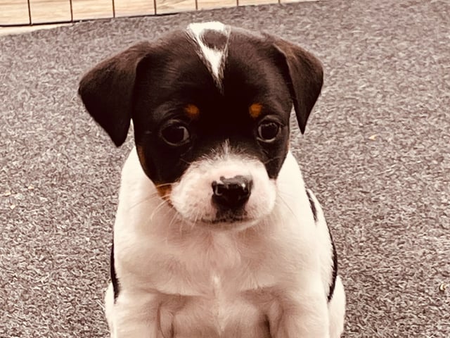 Dansk-svensk gårdhund