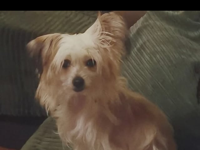 Chinese crested dog
