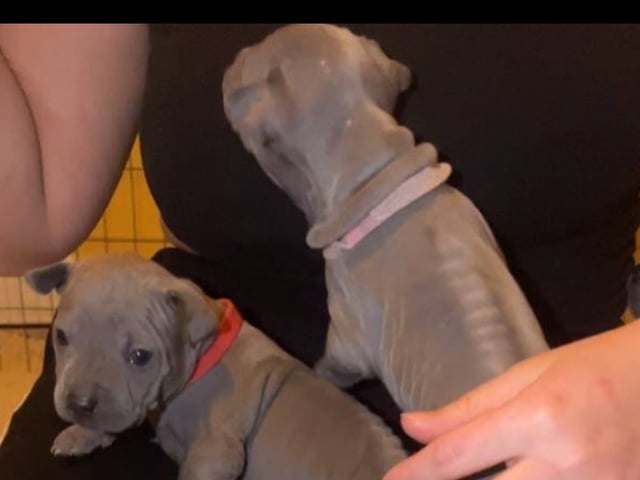 Thai ridgeback dog